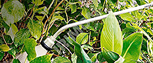 Zalévací tyč GEKA IDEAL 60cm s kropítkem