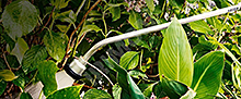 Zalévací tyč PROFI 60cm s kropítkem