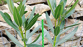 Zahradní tyč ORLITECH - průměr 8 mm, délka 1,5 m, zelená