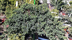 Zahradní tyč ORLITECH - průměr 10 mm, délka 2 m, zelená